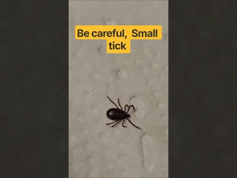 Tick