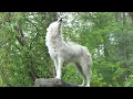 Awesome Wolf Howling Compilation 2021