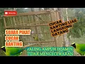 Download Lagu SUARA PIKAT CUCAK RANTING|| CUCAK RANTING LIAR DIJAMIN LANGSUNG DATANG..