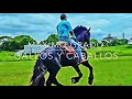 Maximo Grado - Gallos Y Caballos