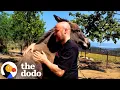 Download Lagu Donkey Hugs Her Dad Every Time She Sees Him | The Dodo
