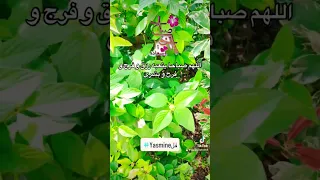 اللهم صباحا يتبعه رزق و فرج و بشرى صلوا على النبي دعاء الصباح صباح الخير Shorts Short 