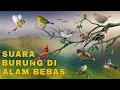 Download Lagu KICAU MERDU BURUNG YANG HARUS DENGAR SEKALI SEUMUR HIDUP