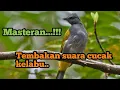 Download Lagu 🔴 MASTERAN ‼️ Tembaka suara burung cucak kelabu...