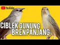 Download Lagu CIGUN CIBLEK GUNUNG Gacor ngebren panjang masteran murai batu Kacer cucak hijau