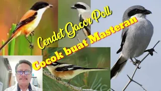 Download Burung cendet gacor poll cocok buat masteran MP3