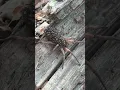 Wolf Spider With Babies on Her Back ViralHog