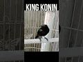 Download Lagu king konin memanggil,burung paling sulit untuk jinak☺️☺️,COBA AJA😁