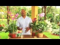How to Care for Orchids