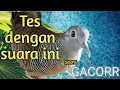 Download Lagu Perkutut lokal gacor Tes dengan suara ini 100%  Gacorr
