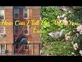 Download Lagu How Can I Tell Her About You - Lobo (Video with Lyrics)