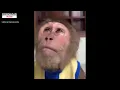 Monkey Crying Meme Template Download