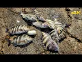 BEST Way to Catch LIMITS of Sheepshead