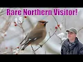 A rare bird from the north visits Massachusetts