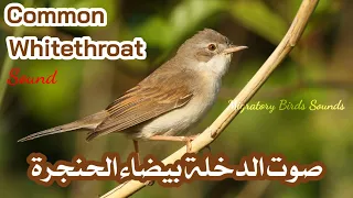 صوت الدخلة بيضاء الحنجرة  شحوم                             دندنها