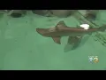 Shark Nursery Opens To Public At Adventure Aquarium In Camden