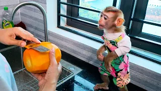 Monkey Kaka sits watching Mom peel a golden-ripe papaya.
