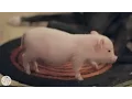 The Truth About Teacup Pigs