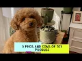 Toy Poodle Pros and Cons Should You Get One