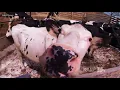 Land of 10 000 Stories Huppert Dairy among hundreds selling out