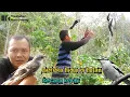 Download Lagu mikat burung kapasan kemiri pakai MP3 ribut || hutan sumatera