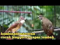 Download Lagu KOMBINASI MASTERAN BESETAN TAJAM CUCAK JENGGOT VS KAPAS TEMBAK‼️