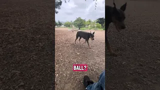 #fypシ #dream #pets #doberman #fyp