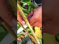 #Grafting #Skills in #Delicious #Goumi #Berries #Video #Shorts #Viral
