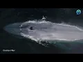 Drone camera hit by blue whale sneeze