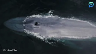 Drone camera hit by blue whale sneeze