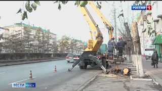 Омичи пожаловались на аварийную иву