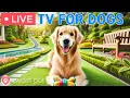 Download Lagu 🔴24 Hours of Dog TV🎵🐶Calming Sleep Music for Dogs🐾🩷Relaxing Music for Dogs with Separation Anxiety