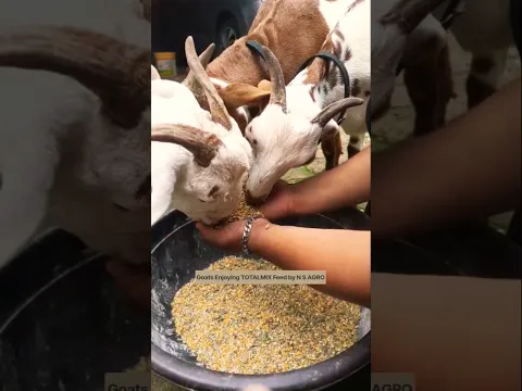 Masha Allah 😍 #bakraeid #bakraeid2026 #bakraeidspecial #bakra #goats #trending #biggoats