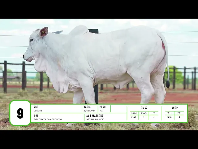 Novilha Nelore LSA - 2113