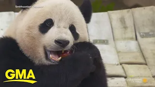 Giant pandas leaving Smithsonian Zoo