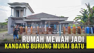 Download Rumah Mewah Jadi Kandang Dan Sekolah Burung Murai Batu MP3