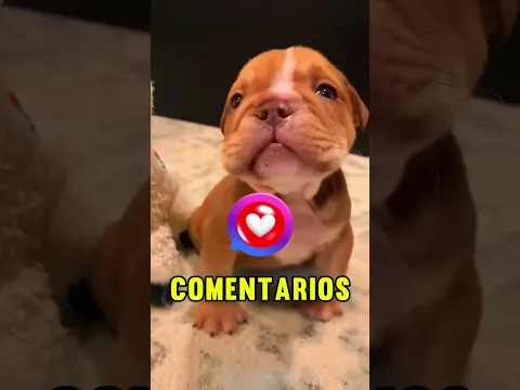 ANIMALES Que Se Mueven Aunque Mueran 😱
