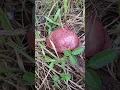 Investigating a wild Florida Pulchroboletus Rubricitrinus