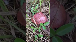 Investigating a wild Florida Pulchroboletus Rubricitrinus
