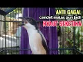 Download Lagu Suara Cendet Gacor Toet toet Efektif Anti Gagal Bikin Cendet Malas pun Langsung Nyaut Bunyi Seketika