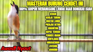 masteran kicau burung cendet full isian terbaik sepanjang masa