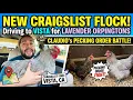 Buying Chickens on Craigslist New Flock who s this