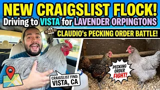 Buying Chickens on Craigslist New Flock who s this