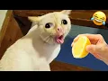 Download Lagu Klip Kucing dan Anjing Terlucu 2025😼🐶Coba Jangan Tertawa😜