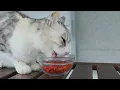 (No Ads) Cat Relaxing Music | Peaceful Harp & Purring Sounds to Soothe Your Feline 🐾