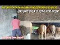 Download Lagu Racikan Pakan Yang Bisa Bikin Sapi Bulat Untung Bisa 8 Juta Per Ekor Lengkap Dan Detail