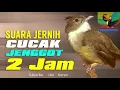 Download Lagu MASTERAN WAJIB  !!! kicau burung CUCAK JENGGOT gacor jernih masteran utama burung murai batu