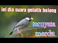 Download Lagu gelatik belong / jawa gacor