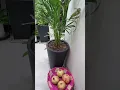 Download Lagu Panivizhum iravu #music #song #plants#illayarajabgm# Araeca tall# Slender# Pomegranate