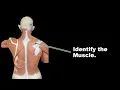 MSJC Muscle Practical Exam VIRTUAL FLASH CARDS Virtual Practical Exam Quiz